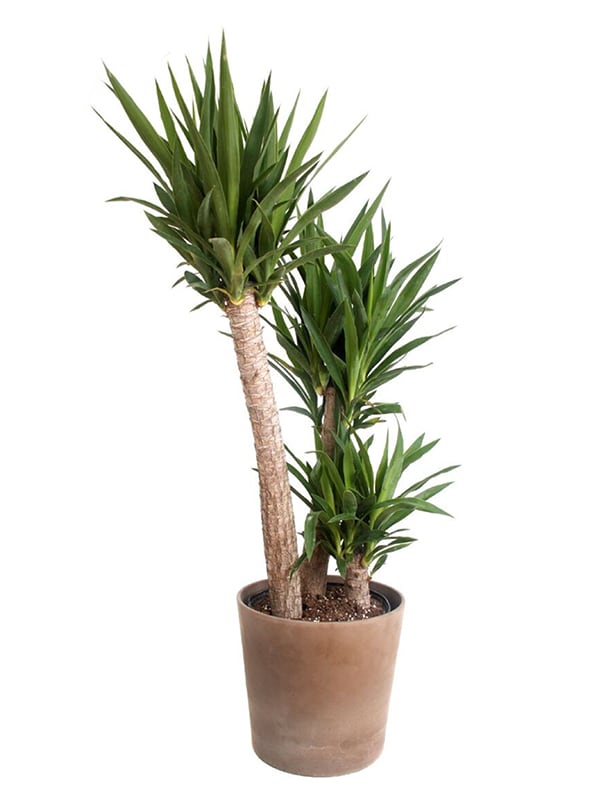 Yucca